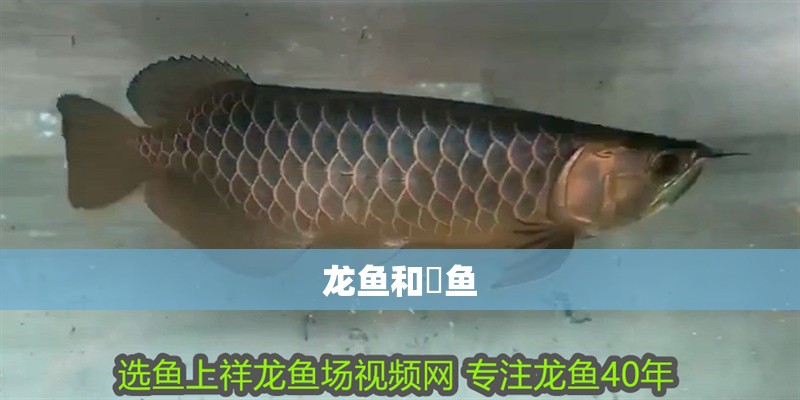 龍魚和魟魚