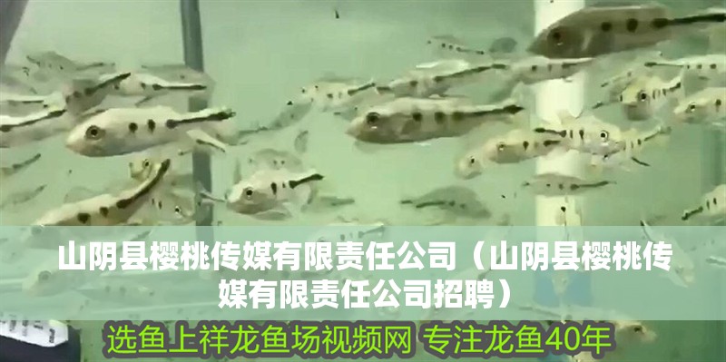 山陰縣櫻桃傳媒有限責任公司（山陰縣櫻桃傳媒有限責任公司招聘）