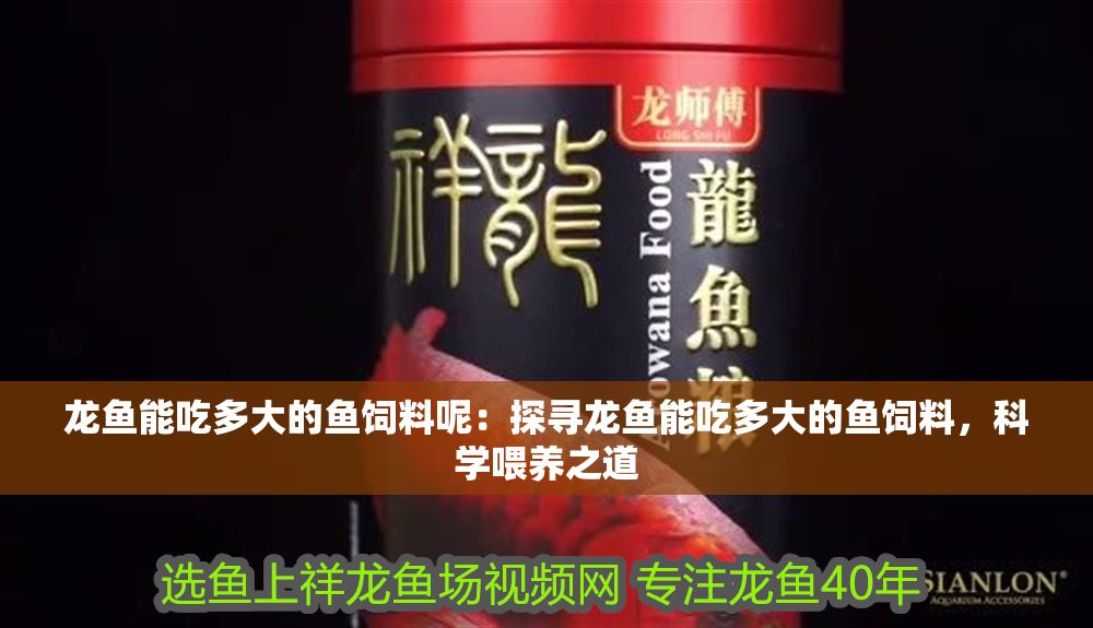 龍魚能吃多大的魚飼料呢：探尋龍魚能吃多大的魚飼料，科學喂養之道