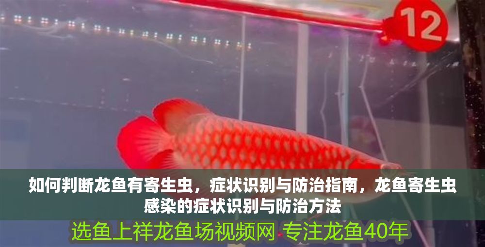 如何判斷龍魚有寄生蟲，癥狀識別與防治指南，龍魚寄生蟲感染的癥狀識別與防治方法
