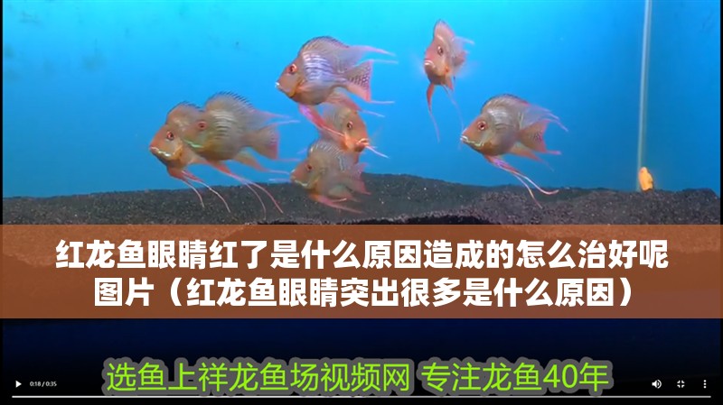 紅龍魚(yú)眼睛紅了是什么原因造成的怎么治好呢圖片（紅龍魚(yú)眼睛突出很多是什么原因）