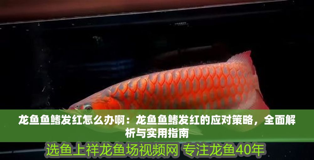 龍魚魚鰭發紅怎么辦啊：龍魚魚鰭發紅的應對策略，全面解析與實用指南