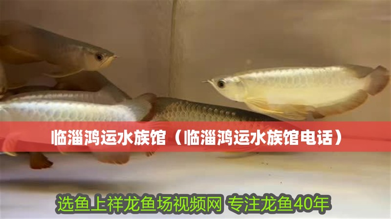 臨淄鴻運(yùn)水族館（臨淄鴻運(yùn)水族館電話）