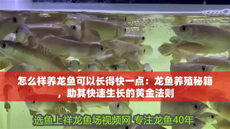 怎么樣養龍魚可以長得快一點：龍魚養殖秘籍，助其快速生長的黃金法則