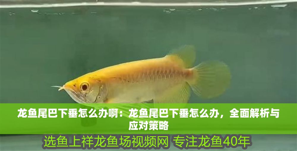 龍魚尾巴下垂怎么辦?。糊堲~尾巴下垂怎么辦，全面解析與應對策略