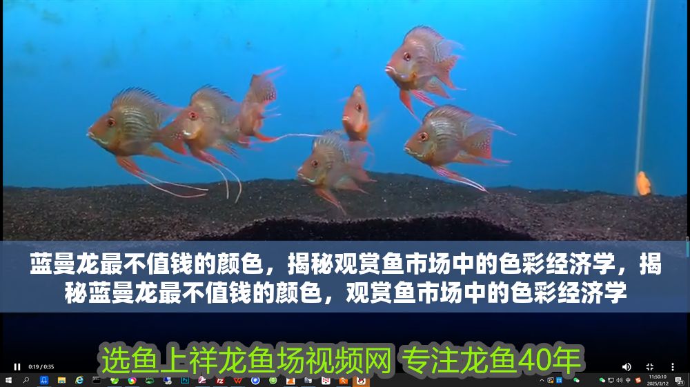藍曼龍最不值錢的顏色，揭秘觀賞魚市場中的色彩經濟學，揭秘藍曼龍最不值錢的顏色，觀賞魚市場中的色彩經濟學