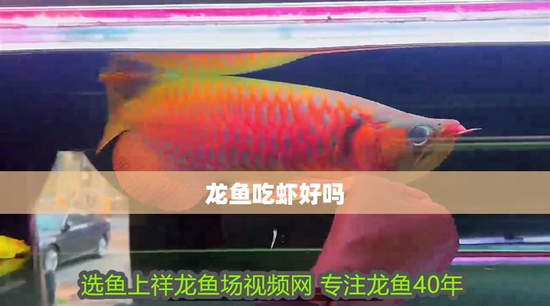 龍魚吃蝦好嗎