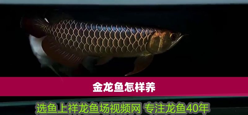 金龍魚怎樣養(yǎng)