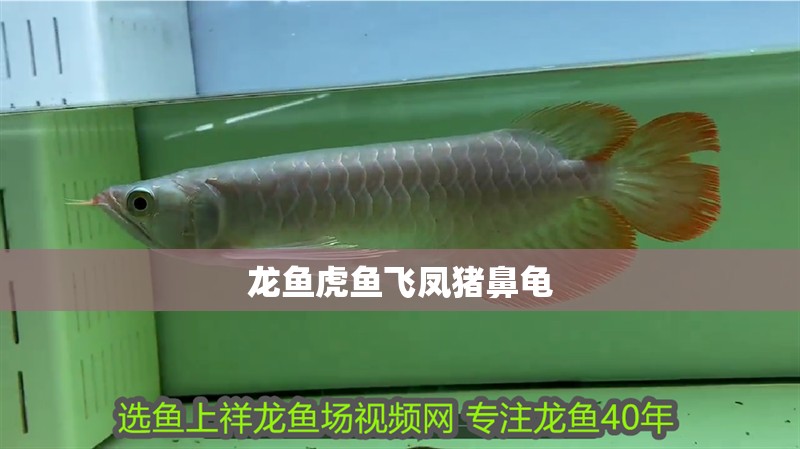 龍魚虎魚飛鳳豬鼻龜