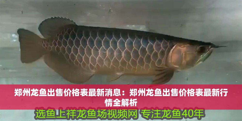 鄭州龍魚出售價格表最新消息：鄭州龍魚出售價格表最新行情全解析