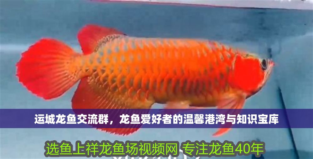 運城龍魚交流群，龍魚愛好者的溫馨港灣與知識寶庫