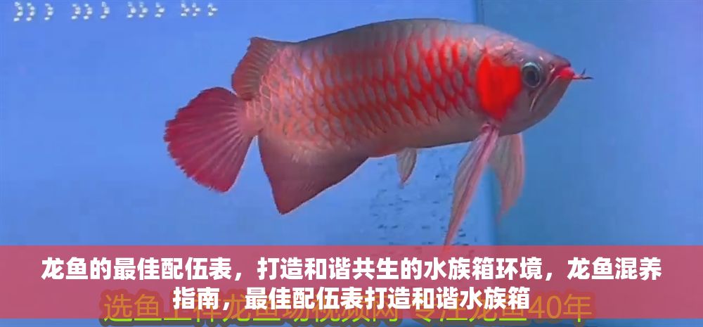 龍魚的最佳配伍表，打造和諧共生的水族箱環(huán)境，龍魚混養(yǎng)指南，最佳配伍表打造和諧水族箱