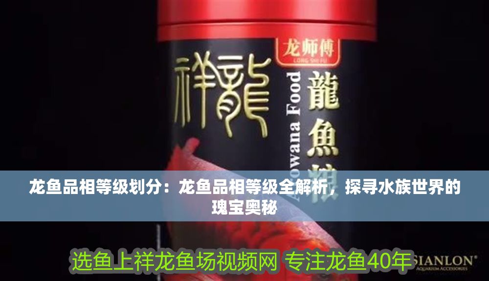 龍魚品相等級劃分：龍魚品相等級全解析，探尋水族世界的瑰寶奧秘