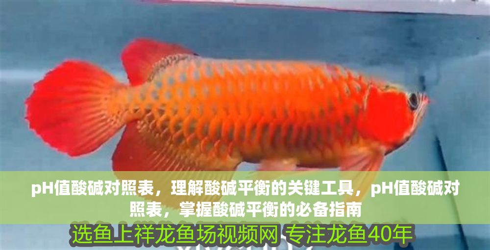 pH值酸堿對照表，理解酸堿平衡的關(guān)鍵工具，pH值酸堿對照表，掌握酸堿平衡的必備指南