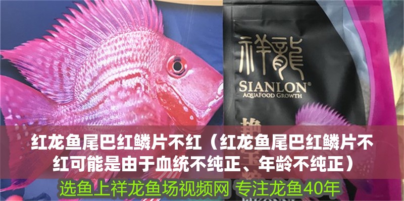 紅龍魚尾巴紅鱗片不紅（紅龍魚尾巴紅鱗片不紅可能是由于血統不純正、年齡不純正）