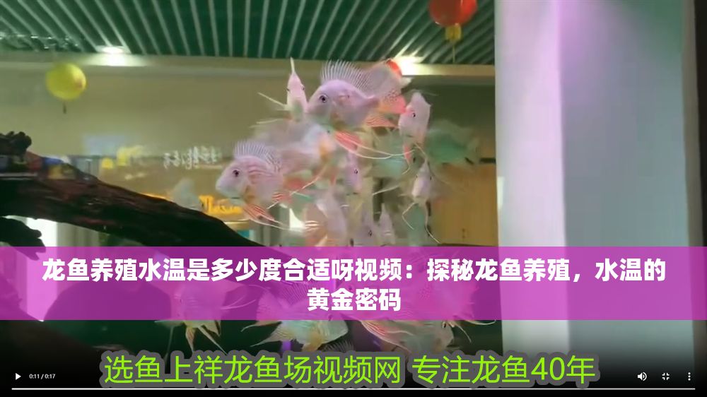 龍魚養(yǎng)殖水溫是多少度合適呀視頻：探秘龍魚養(yǎng)殖，水溫的黃金密碼