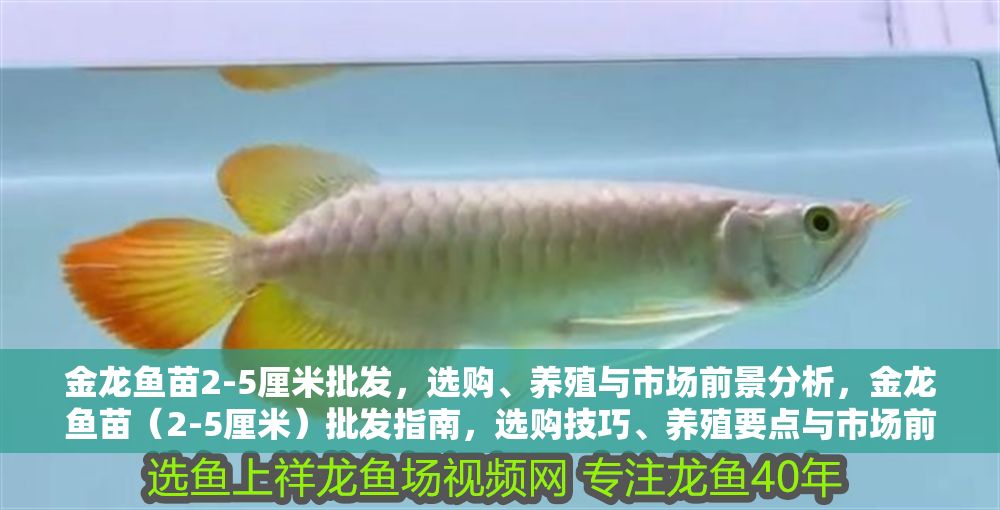 金龍魚苗2-5厘米批發，選購、養殖與市場前景分析，金龍魚苗（2-5厘米）批發指南，選購技巧、養殖要點與市場前景解析