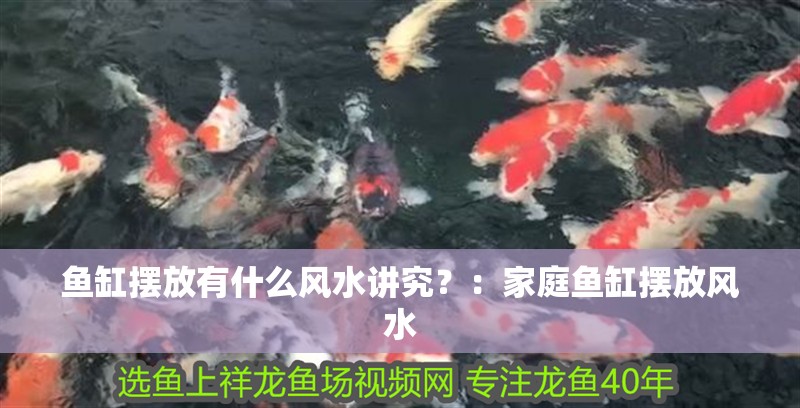 龍魚干蝦有營養(yǎng)嗎 魚缸擺放有什么風水講究?:家庭魚缸擺放風水 魚缸百科 魚缸擺放有什么風水講究?:家庭魚缸擺放風水 魚缸擺放有什么風水講究?:家庭魚缸擺放風水 魚缸百科