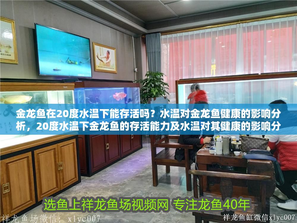 金龍魚在20度水溫下能存活嗎？水溫對金龍魚健康的影響分析，20度水溫下金龍魚的存活能力及水溫對其健康的影響分析