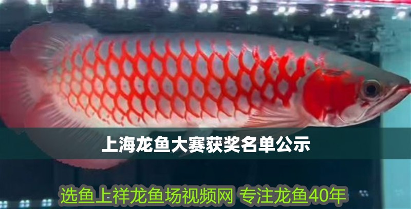 上海龍魚大賽獲獎名單公示