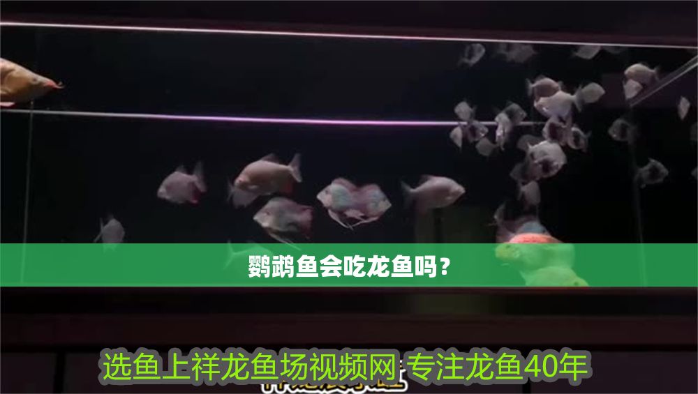 鸚鵡魚會吃龍魚嗎？