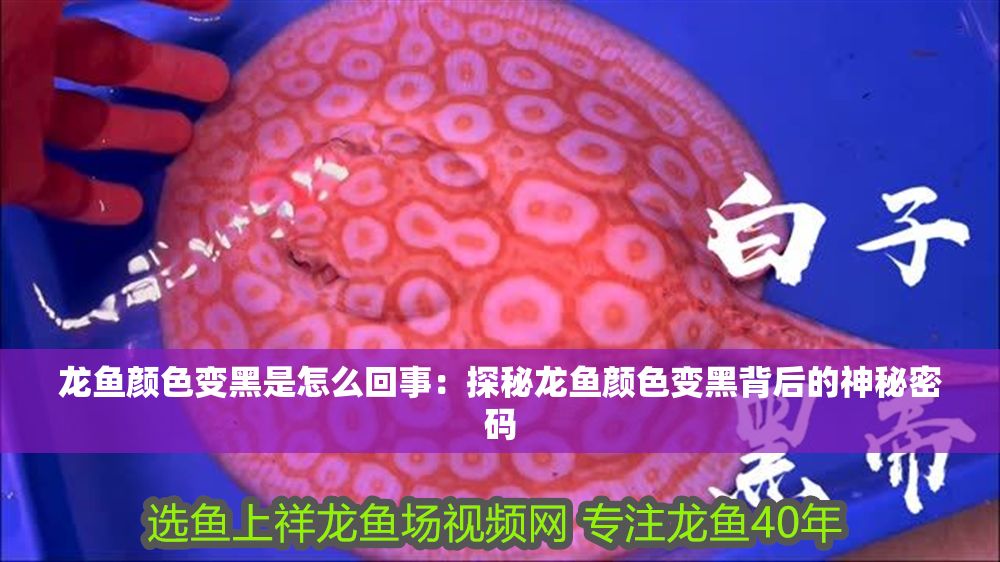 龍魚顏色變黑是怎么回事：探秘龍魚顏色變黑背后的神秘密碼