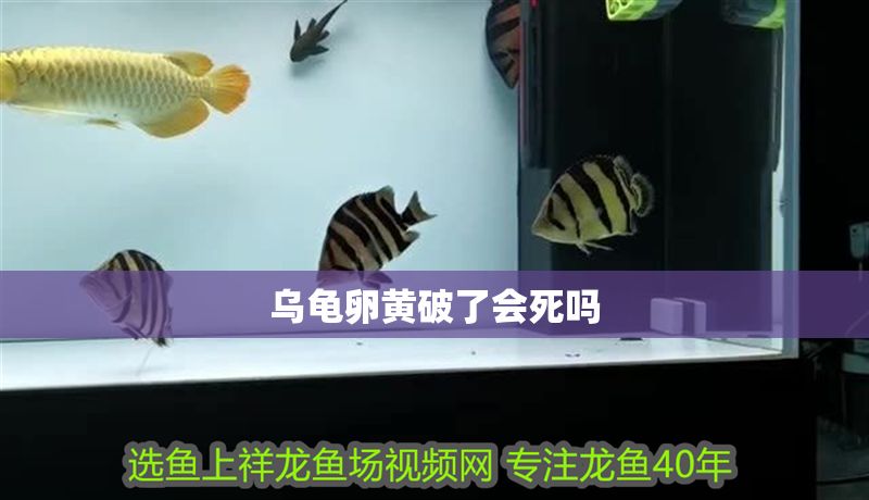 烏龜卵黃破了會死嗎 烏龜卵黃破了會死嗎 全國水族館企業名錄 第1張