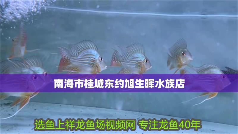 南海市桂城東約旭生暉水族店