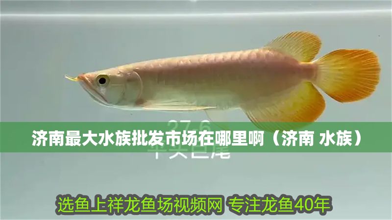 濟南最大水族批發市場在哪里啊（濟南 水族）