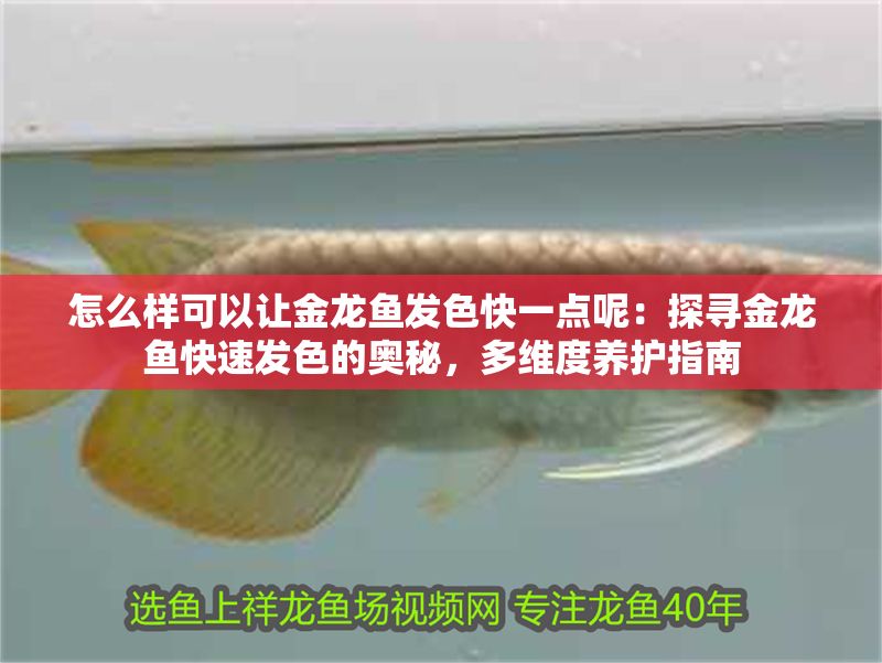怎么樣可以讓金龍魚發(fā)色快一點(diǎn)呢：探尋金龍魚快速發(fā)色的奧秘，多維度養(yǎng)護(hù)指南