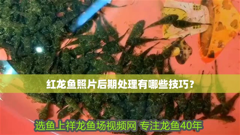 紅龍魚照片后期處理有哪些技巧？