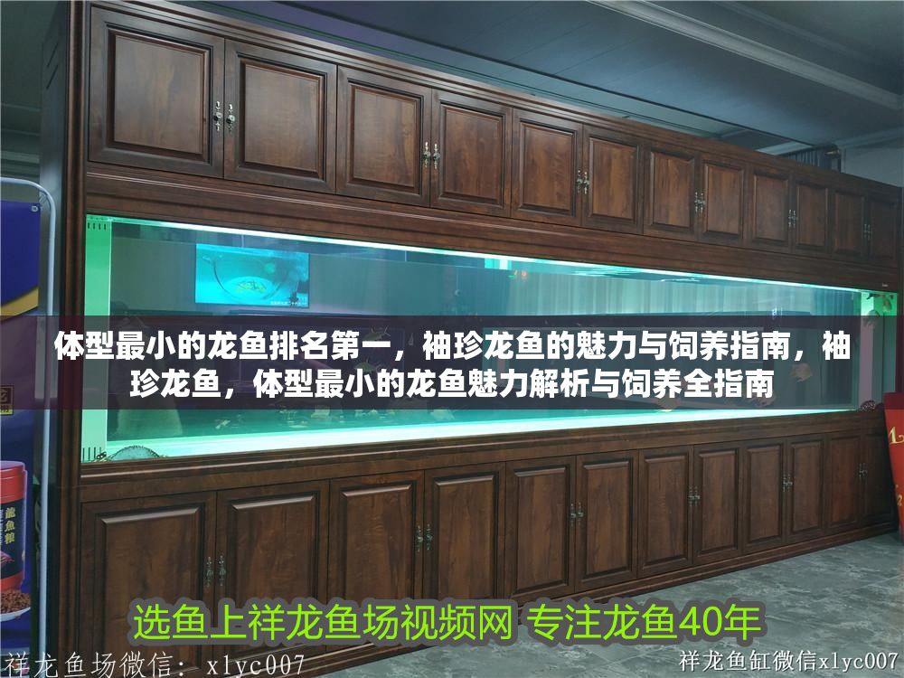 體型最小的龍魚排名第一，袖珍龍魚的魅力與飼養指南，袖珍龍魚，體型最小的龍魚魅力解析與飼養全指南