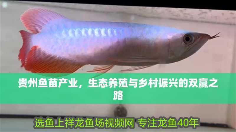 貴州魚苗產業，生態養殖與鄉村振興的雙贏之路