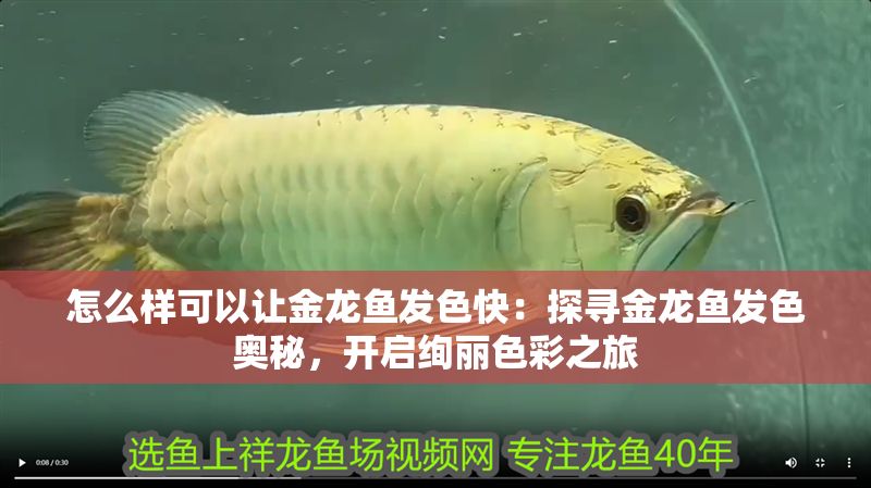 怎么樣可以讓金龍魚發(fā)色快：探尋金龍魚發(fā)色奧秘，開啟絢麗色彩之旅
