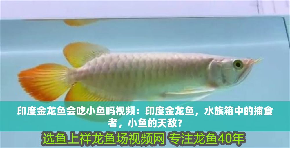 印度金龍魚會吃小魚嗎視頻：印度金龍魚，水族箱中的捕食者，小魚的天敵？