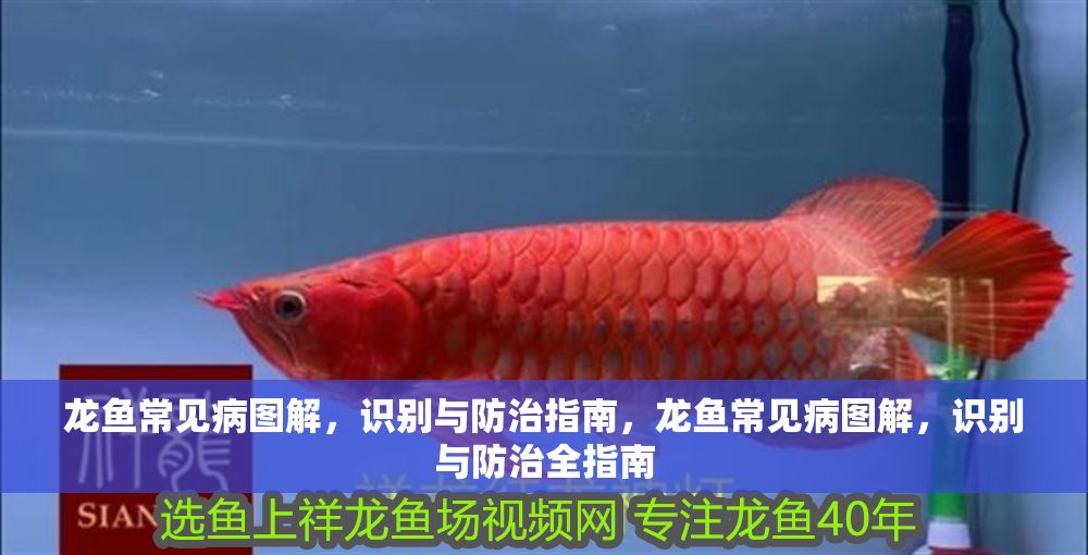 龍魚常見病圖解，識別與防治指南，龍魚常見病圖解，識別與防治全指南