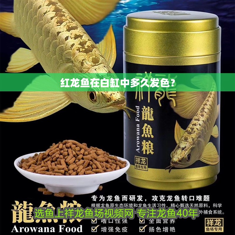 紅龍魚在白缸中多久發色？