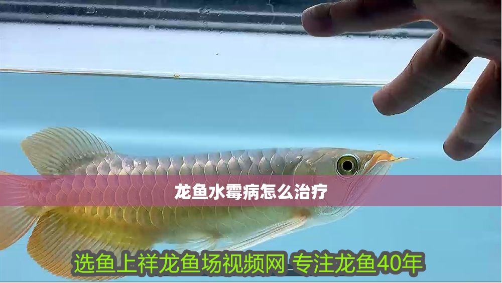 龍魚水霉病怎么治療