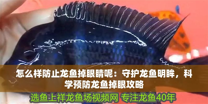 怎么樣防止龍魚掉眼睛呢：守護龍魚明眸，科學預防龍魚掉眼攻略