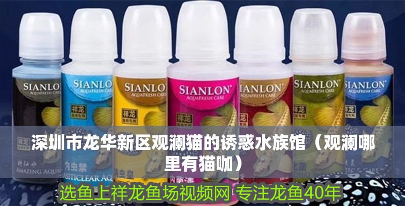 深圳市龍華新區觀瀾貓的誘惑水族館（觀瀾哪里有貓咖）