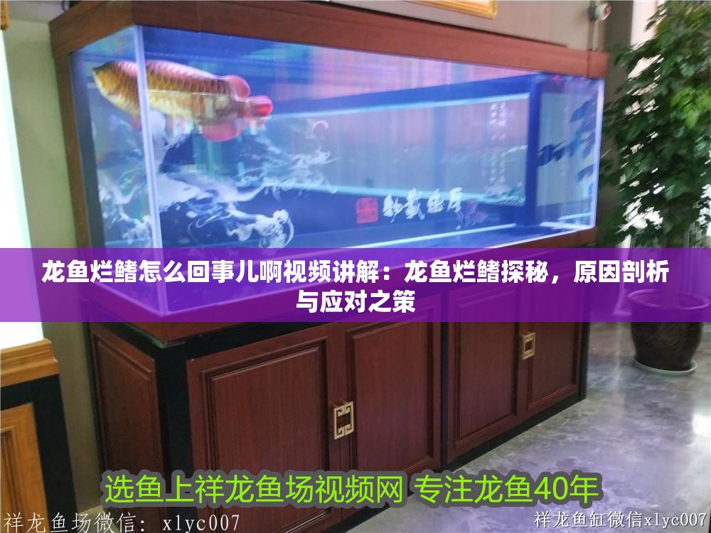 龍魚爛鰭怎么回事兒啊視頻講解：龍魚爛鰭探秘，原因剖析與應對之策