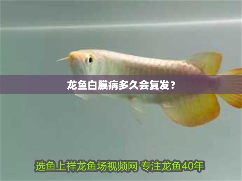龍魚白膜病多久會復發？