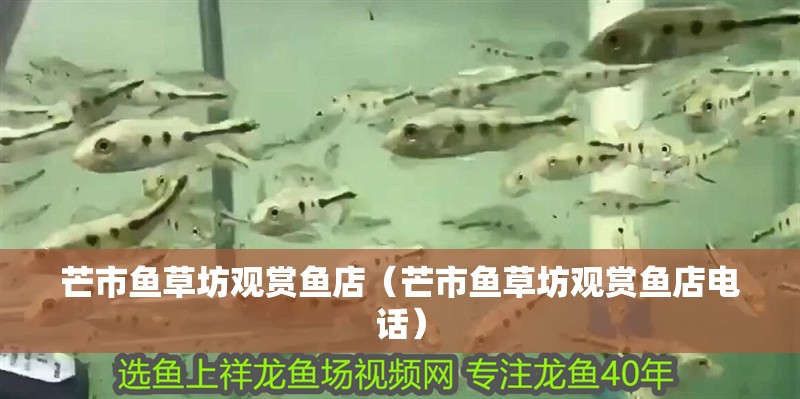 芒市魚草坊觀賞魚店（芒市魚草坊觀賞魚店電話） 芒市魚草坊觀賞魚店（芒市魚草坊觀賞魚店電話） 全國水族館企業(yè)名錄