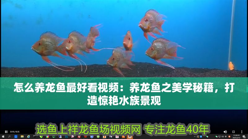 怎么養龍魚最好看視頻：養龍魚之美學秘籍，打造驚艷水族景觀