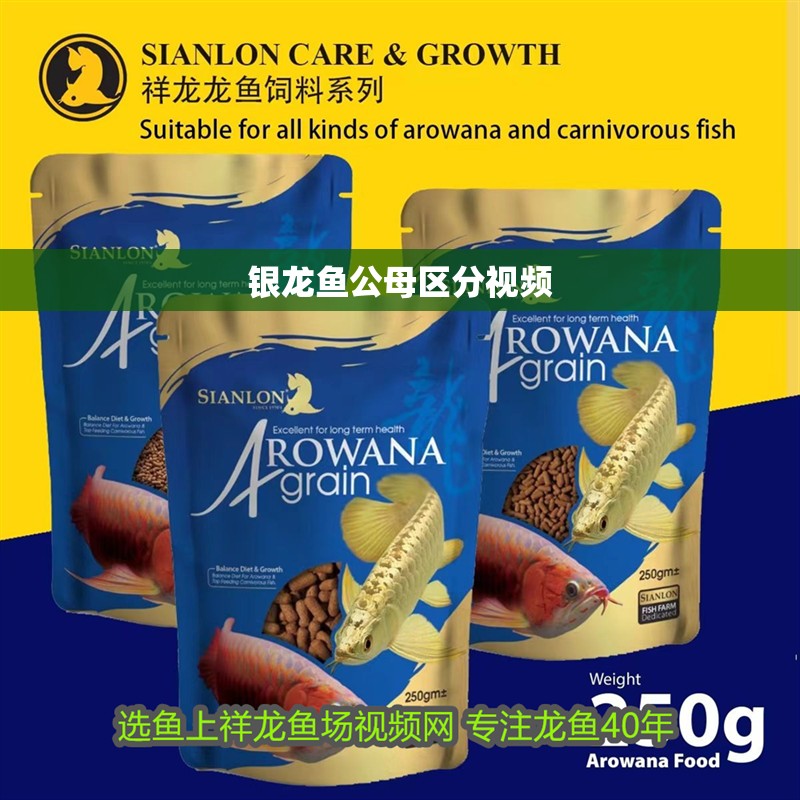 銀龍魚公母區(qū)分視頻