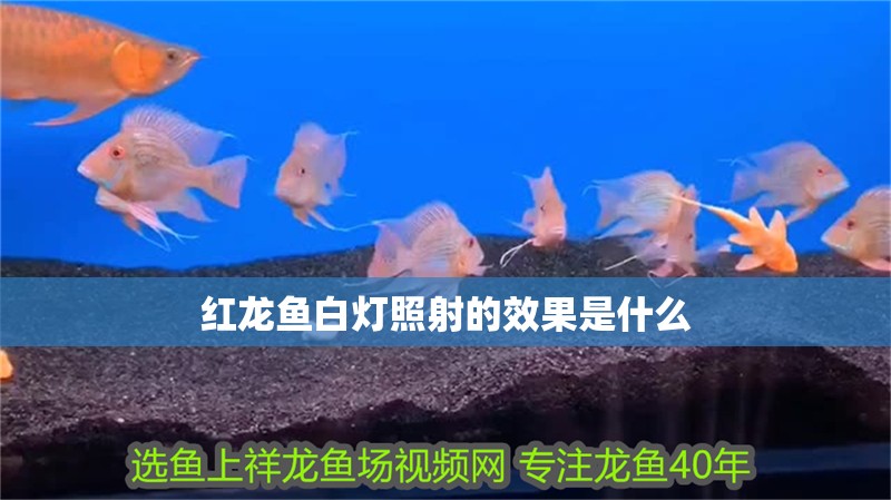 紅龍魚白燈照射的效果是什么
