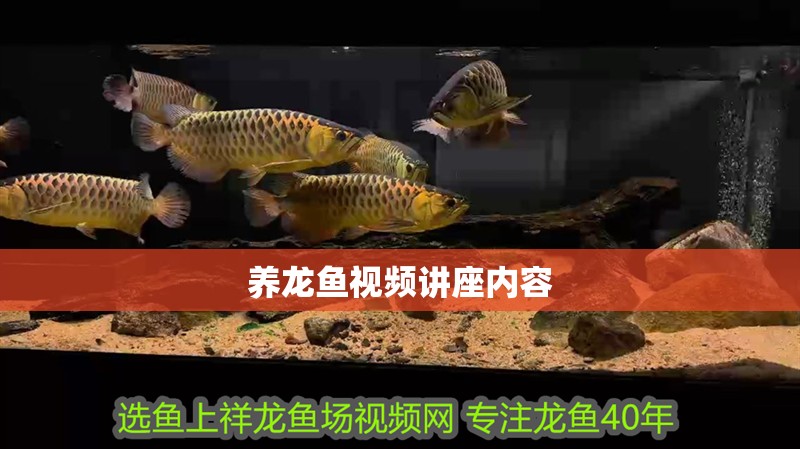 養(yǎng)龍魚視頻講座內(nèi)容