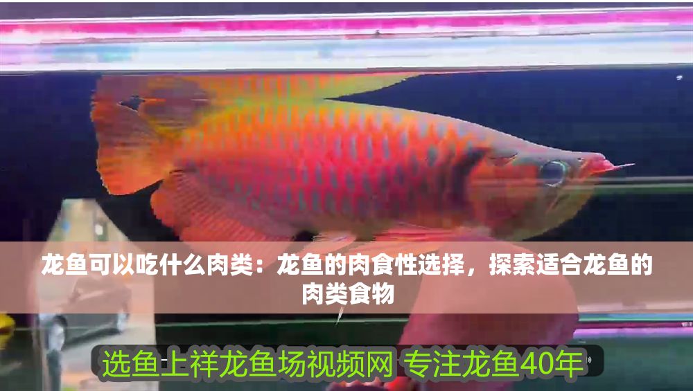 龍魚可以吃什么肉類：龍魚的肉食性選擇，探索適合龍魚的肉類食物