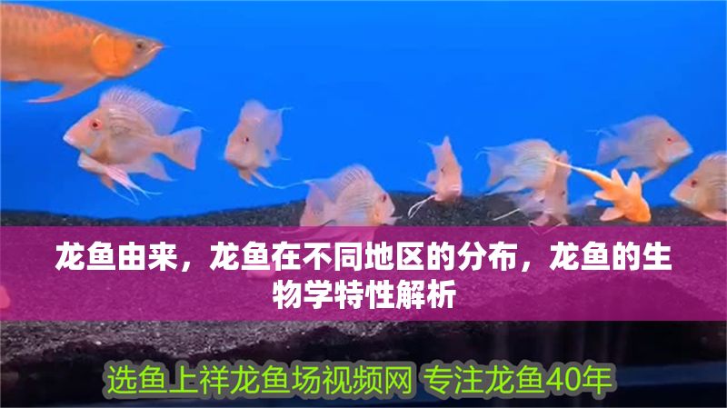 龍魚由來，龍魚在不同地區的分布，龍魚的生物學特性解析