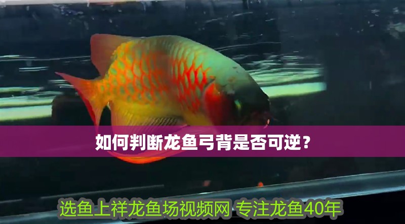 如何判斷龍魚弓背是否可逆？